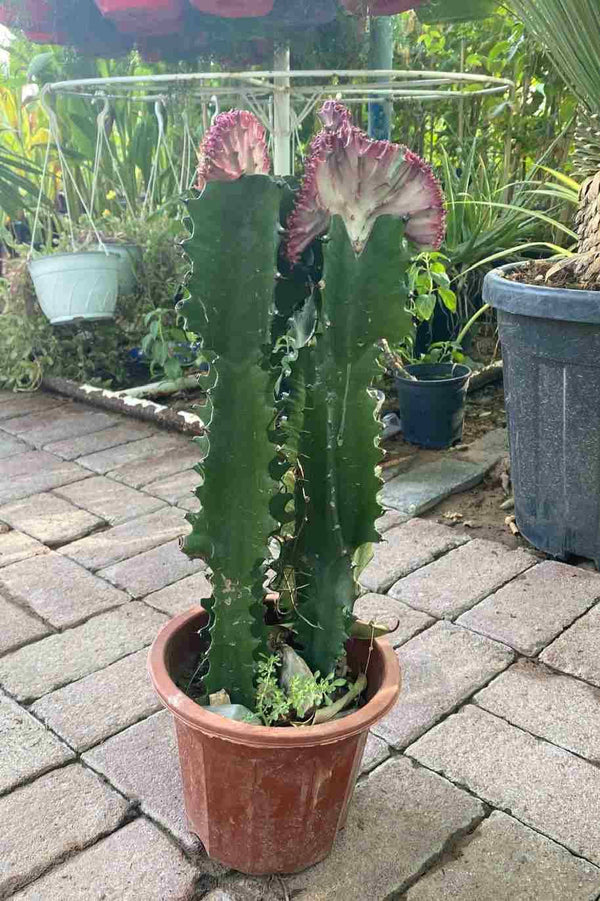 Euphorbia Lactea Cristata
