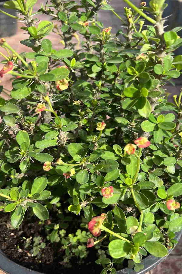 Euphorbia Milii Yellow Red