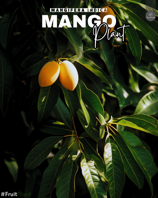 Mango Tree || Mangifera indica || شجرة المانجو || Tropical Fruit Plant UAE & KSA