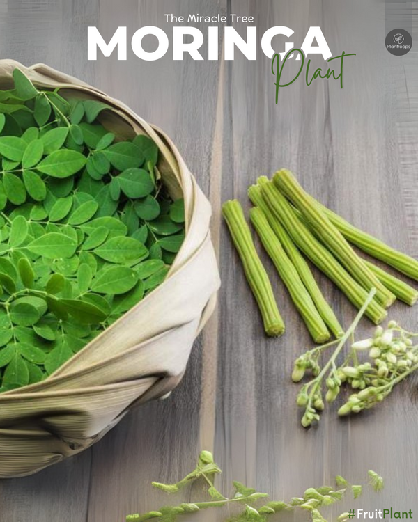 Moringa Plant || Moringa Oleifera || شجرة المورينجا || The Miracle Tree for Garden & Health UAE & KSA