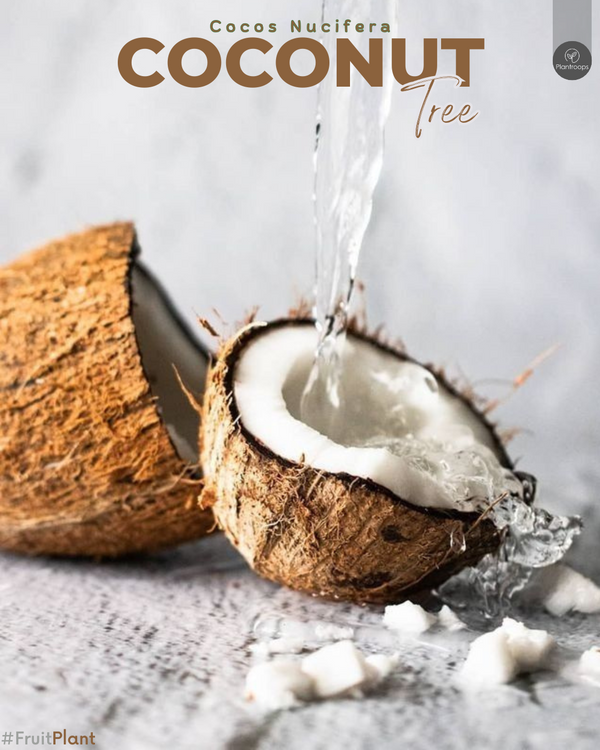 Coconut Tree || Cocos Nucifera || شجرة جوز الهند || Tropical Palm Tree UAE & KSA