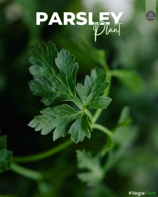 Parsley Plant || Petroselinum Crispum || شجرة البقدونس || Nutrient-Rich Herb UAE & KSA