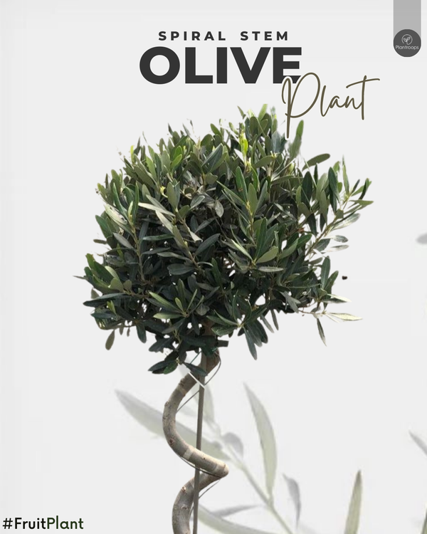 Spiral Stem Olive Tree || Olea europaea || شجرة الزيتون الحلزونية || Mediterranean Ornamental Plant UAE & KSA