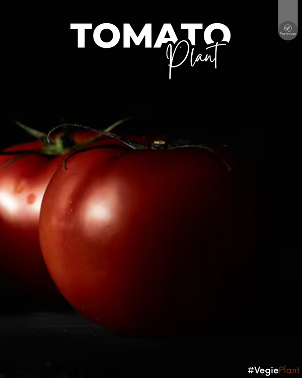 Tomato Plant || Solanum Lycopersicum || شجرة الطماطم || Nutrient-Rich Fruit Plant UAE & KSA