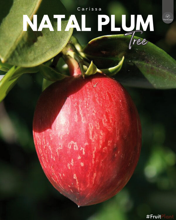 Natal Plum Tree || Carissa grandiflora ‘Prostrata’ || نبات ناتال بلوم || Groundcover Shrub UAE & KSA (Copy)