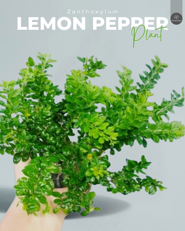 Lemon Pepper Plant || Zanthoxylum || فلفل الليمون || Aromatic Spice Plant UAE & KSA