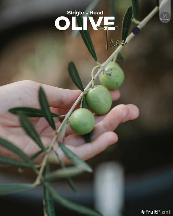 Olive Single Head Tree || Olea europaea || شجرة زيتون || Mediterranean Fruit Tree UAE & KSA