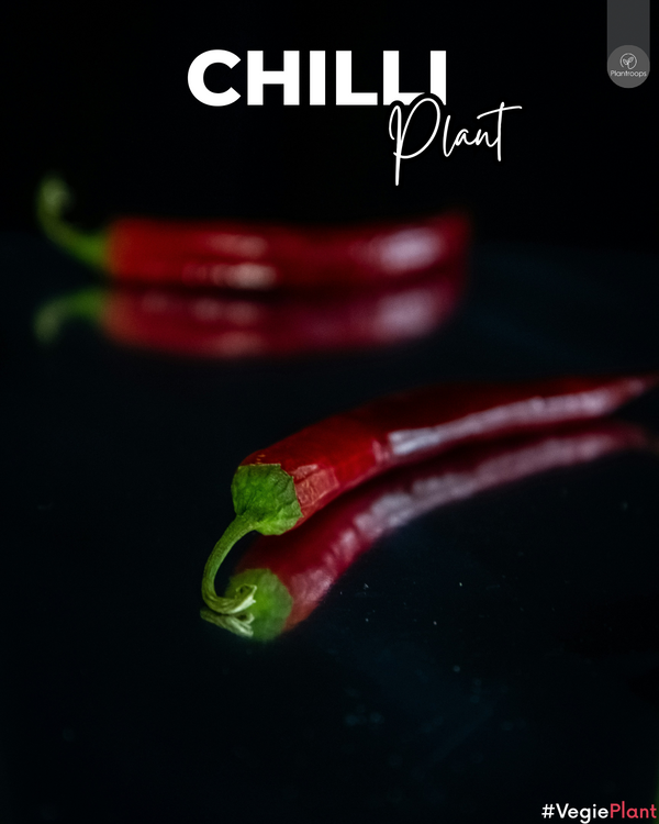 Chilli Pepper Plant || Capsicum Annuum || شجرة الفلفل الحار || Spicy & Ornamental Plant UAE & KSA