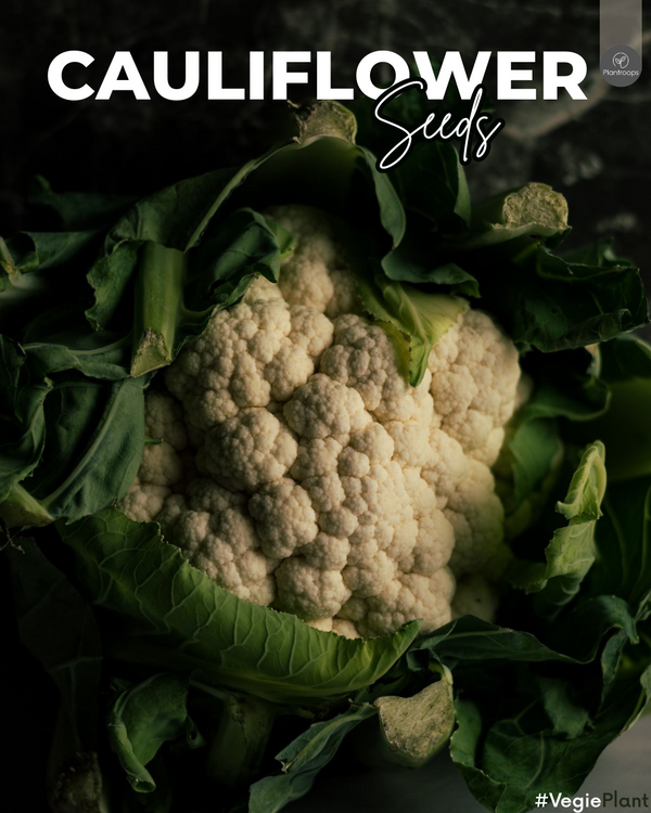 Cauliflower Seeds || Brassica oleracea || بذور القرنبيط || High-Quality Seeds UAE & KSA