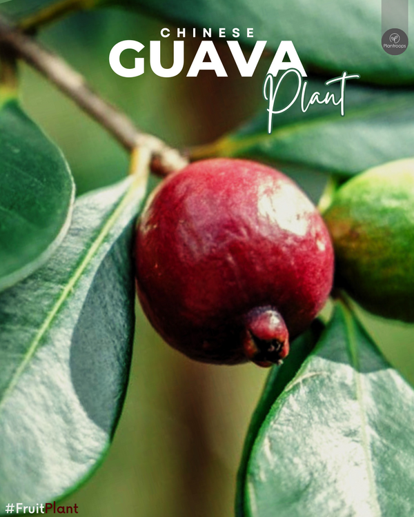 Chinese Guava || Psidium cattleianum || Evergreen Guava Tree || Outdoor Fruit Plant UAE & KSA