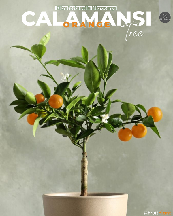 Calamansi Orange Tree || Calamondin Orange || الكالامانسي || Citrus Fruit Tree UAE & KSA