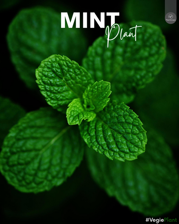 Mint Plant || Mentha || شجرة النعناع || Aromatic Herb for Garden & Patio UAE & KSA