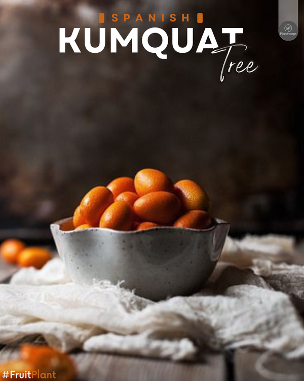 Spain Fortunella Margarita Tree || Kumquat Tree || شجرة الكومكوات || Tropical Fruit-Bearing Tree for UAE & KSA