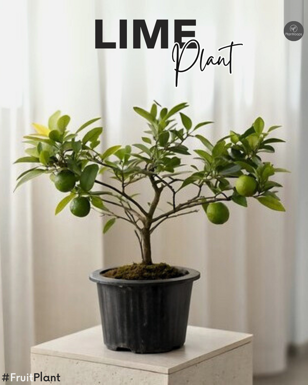 Lime Plant || Citrus Lime Tree || شجرة الليمون || Fragrant Fruit-Bearing Tree for Home & Garden UAE & KSA