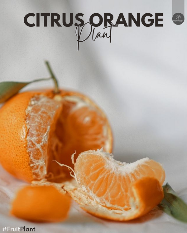 Citrus Orange Tree || Orange Tree || Orange Tree || Outdoor Fruit Plant UAE & KSA