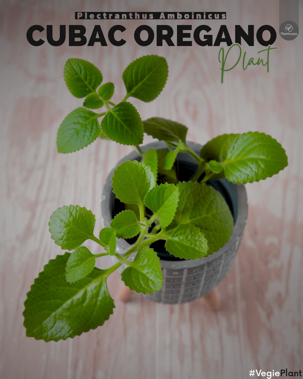 Cuban Oregano || Plectranthus amboinicus || زعتر كوبا || Aromatic Herb UAE & KSA