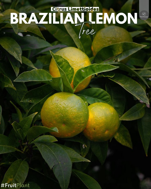 Brazilian Lemon Tree || Citrus Limettioides || الليمون البرازيلي || Sweet Lemon Tree UAE & KSA