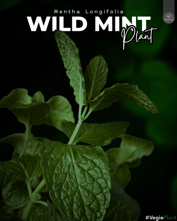 Desert Mint || Mentha Longifolia || Wild Mint || جبق || Aromatic Herb UAE & KSA