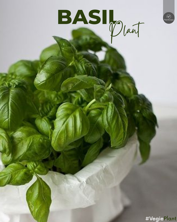 Basil Plant || Ocimum Basilicum || شجرة الريحان || Aromatic Herb UAE & KSA