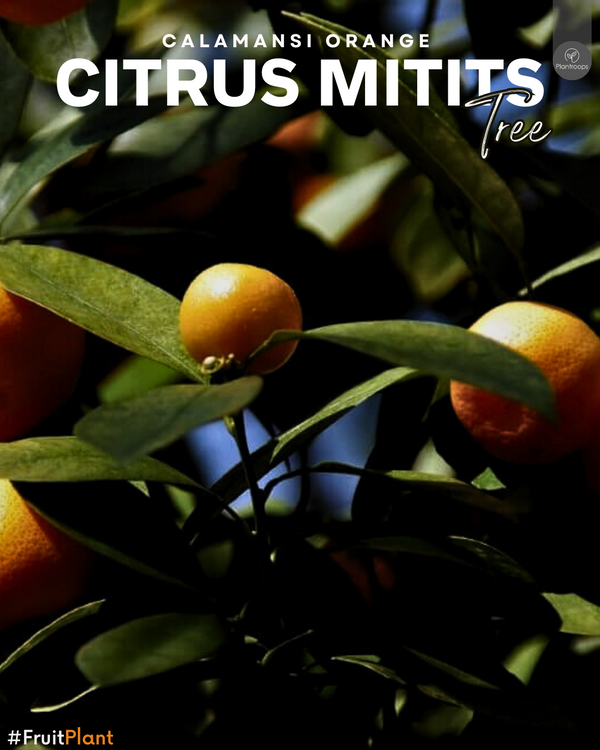 Citrus Mitis || Chinese Oranges || البرتقال الصيني || Mini Sweet Oranges UAE & KSA