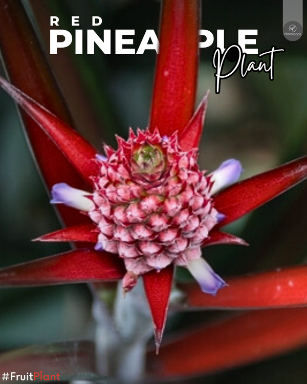 Red Pineapple Plant || Ananas comosus var. Red || أناناس الأحمر || Tropical Ornamental Plant UAE & KSA