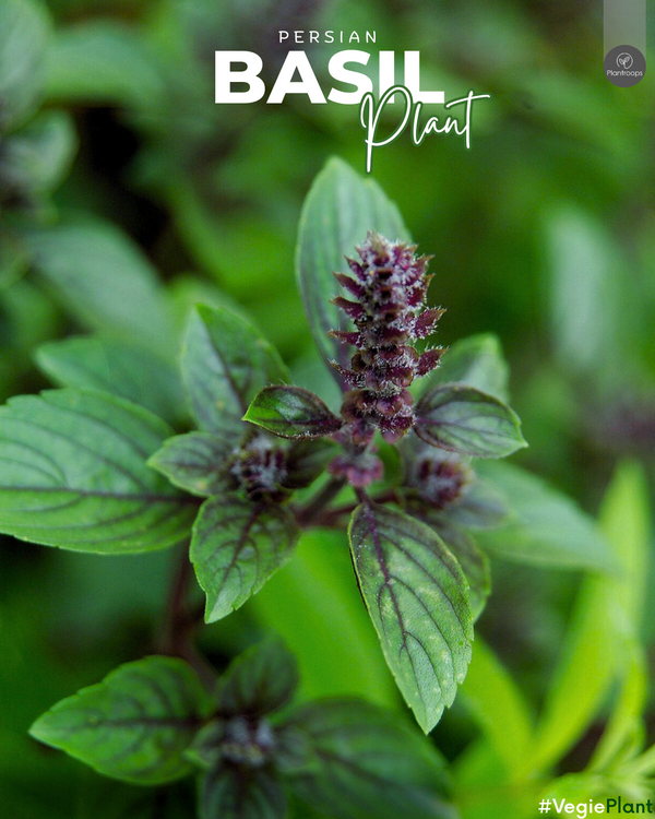 Basil Persian (Rayhan) || Ocimum basilicum var. Persicum || ريحان || Aromatic Herb  UAE & KSA