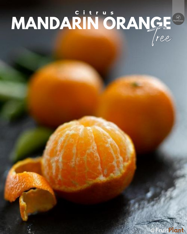Citrus Mandarin Orange Tree || Mandarin Tree || Outdoor Citrus Tree UAE & KSA