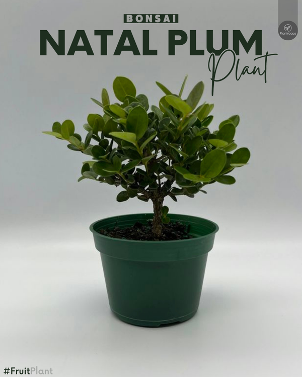Compact Natal Plum || Carissa macrocarpa || نبات ناتال بلوم القزم || Fragrant Shrub UAE & KSA