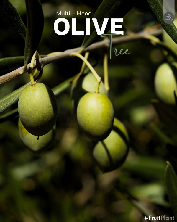 Olive Multihead Tree || Olea europaea || شجرة الزيتون متعددة الرؤوس || Mediterranean Tree UAE & KSA