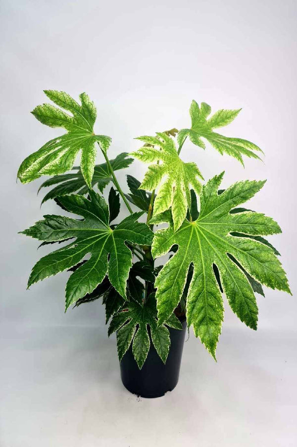 Fatsia Japonica Variegata