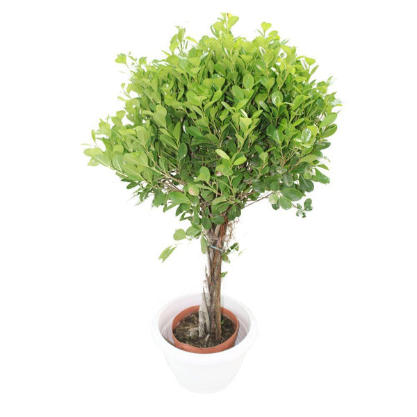 Ficus Panda - Ficus truncata-Outdoor  Plant