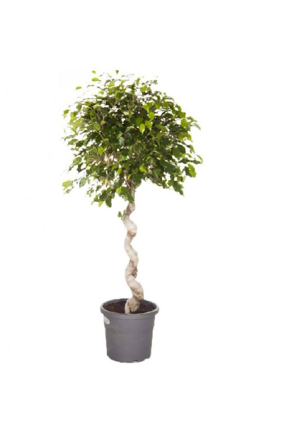 Ficus Benjamina Exotica - Spiral