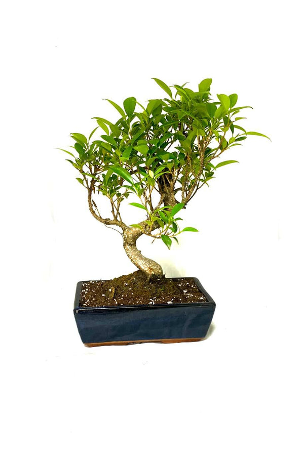 Ficus Bonsai