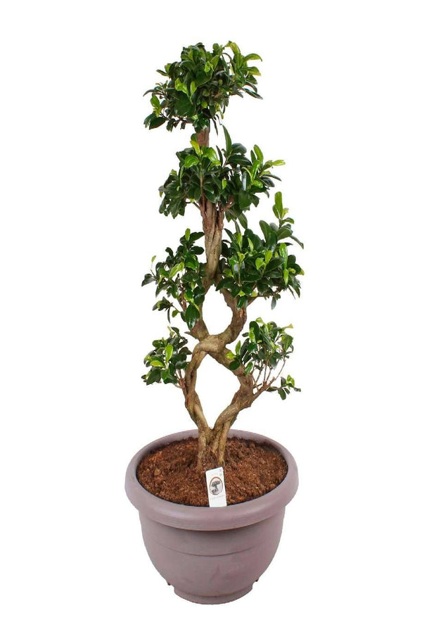 Ficus Bonsai 8 Shape