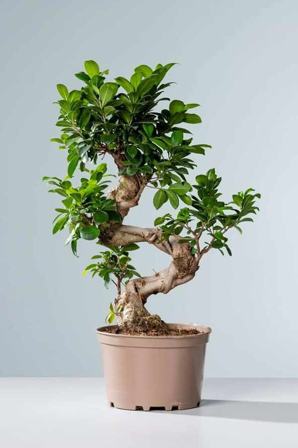 Ficus Bonsai XL