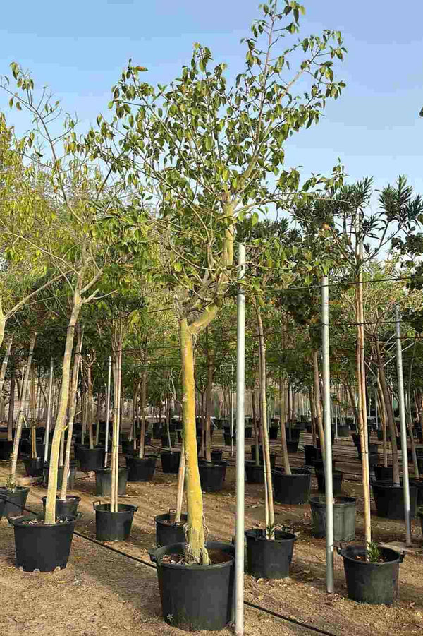 Ficus Infectoria - White Fig