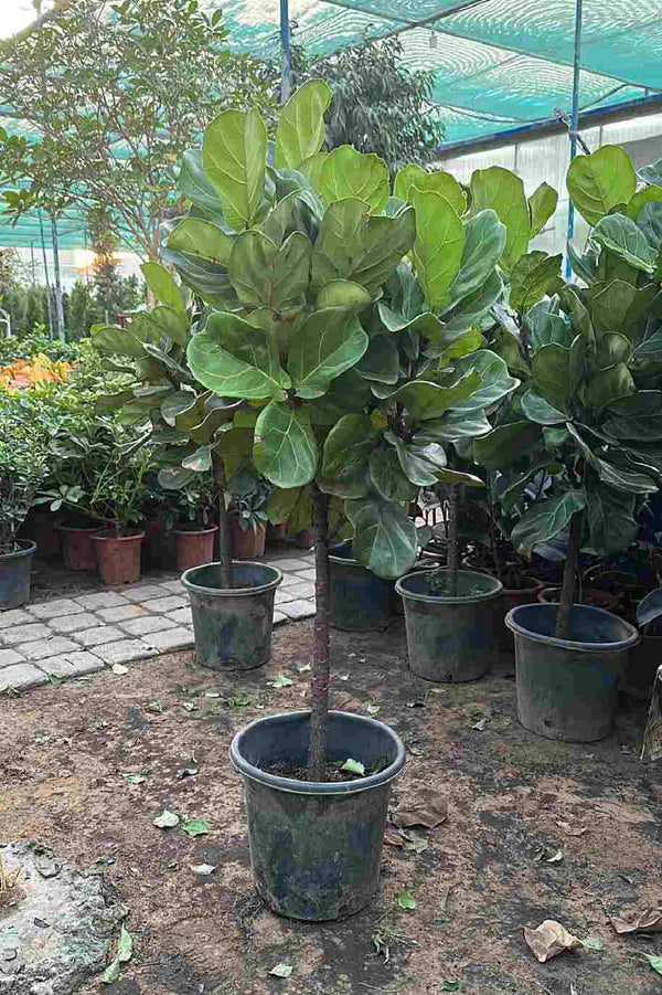 Ficus Lyrata Single Head