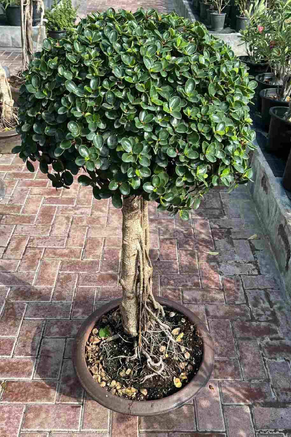 Ficus Microcarpa Bonsai 1 Head