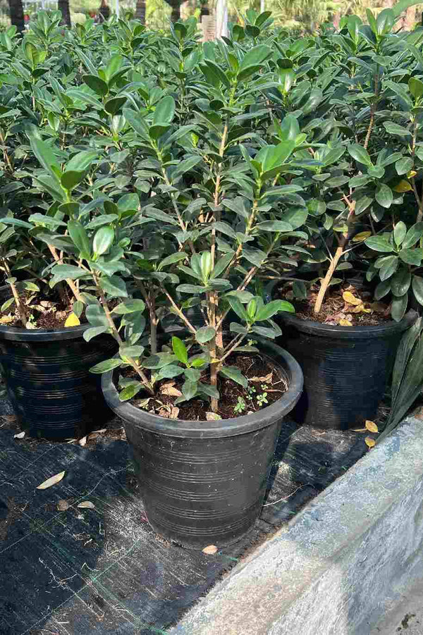 Ficus Microcarpa Bushy