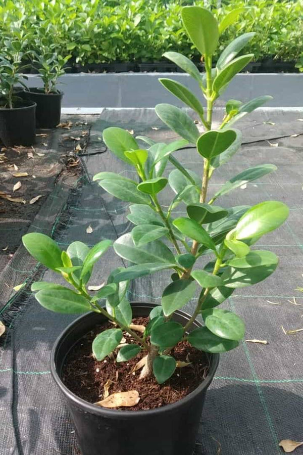 Ficus Microcarpa Green