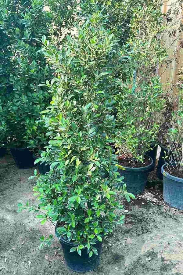 Ficus Nitida Cone