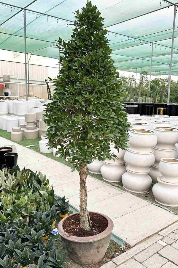 Ficus Nitida Lollipop