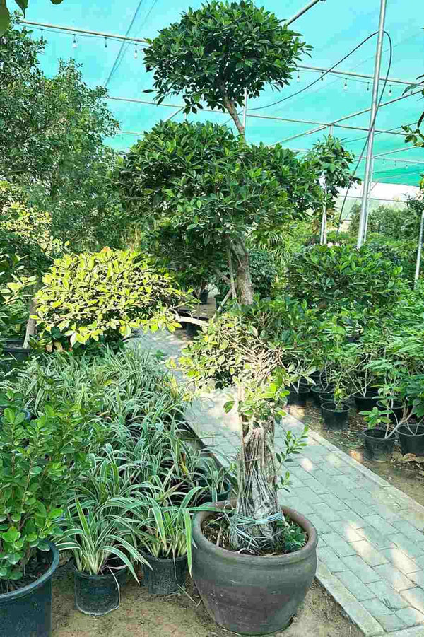 Ficus Nitida Multihead