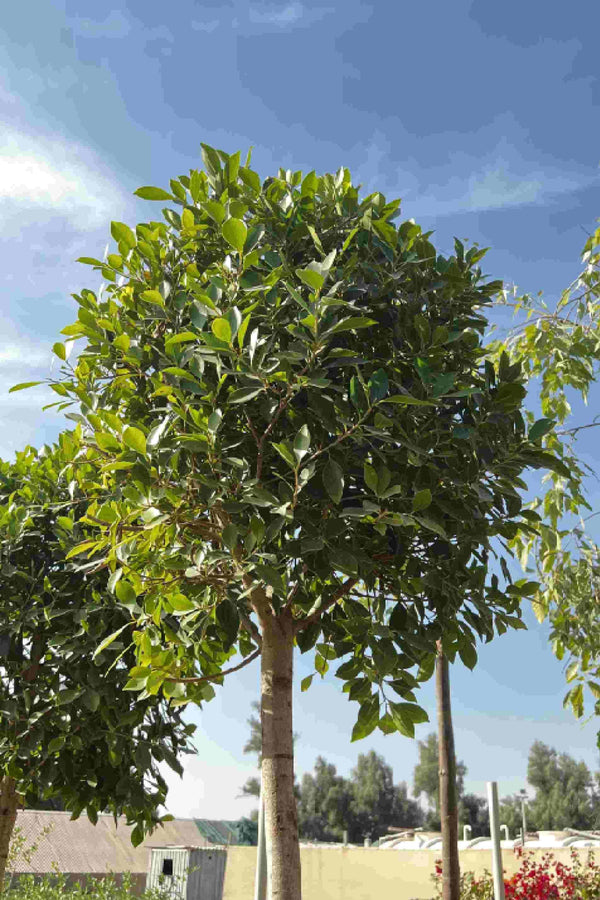 Ficus Nitida Single Head
