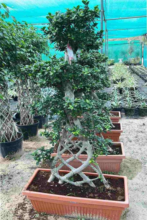 Ficus Retusa Net Shape