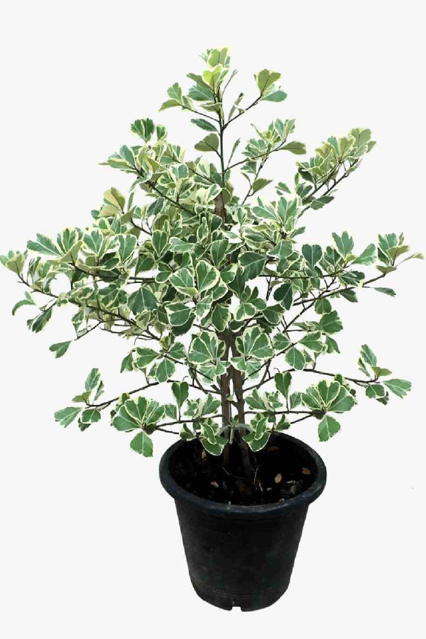 Ficus Triangularis Variegata