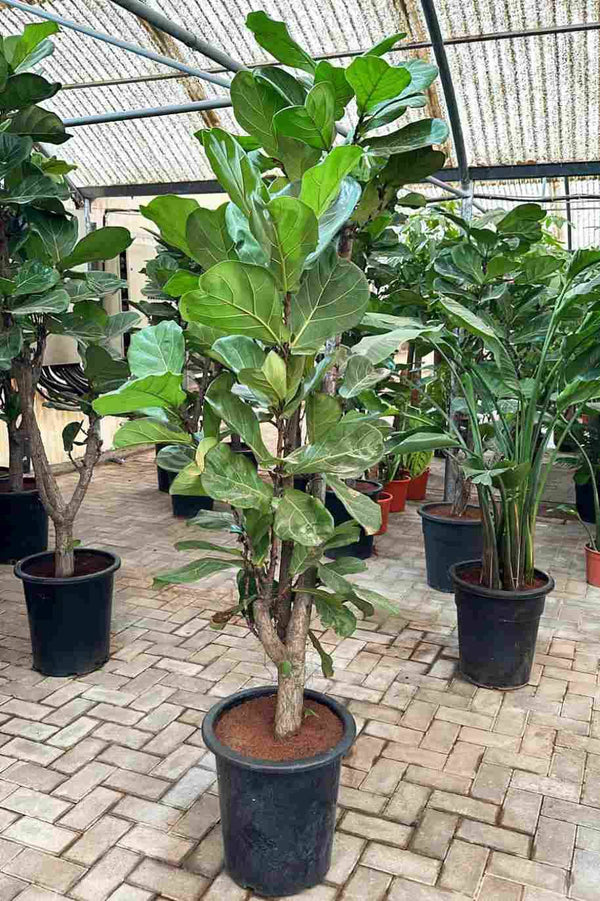 Fiddle Leaf Fig Branched