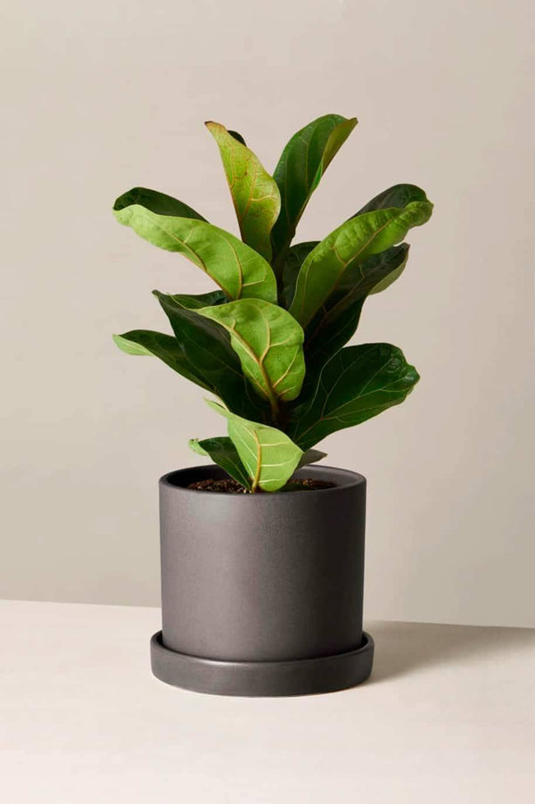 Fiddle Leaf Mini