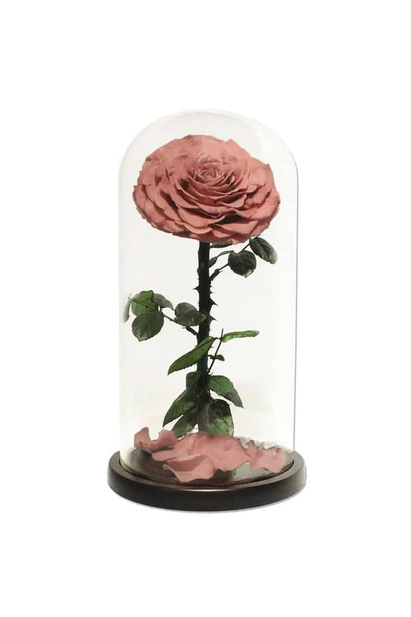 Forever Rose Single Caramel