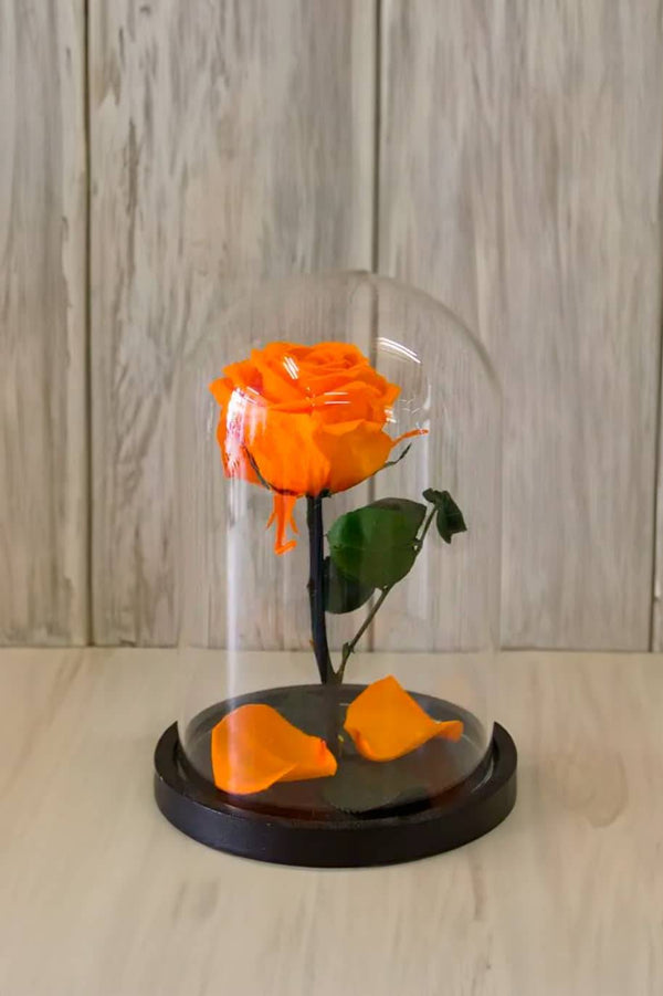Forever Rose Single Orange